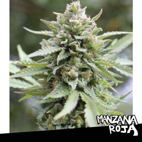 Lemongrass x3 - Humboldt Seed Company