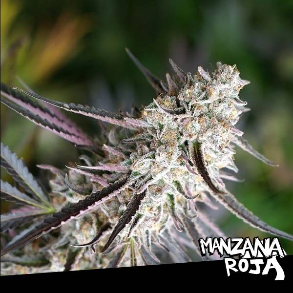 Florida Gaspack x3 - Humboldt Seed Organization 2x1